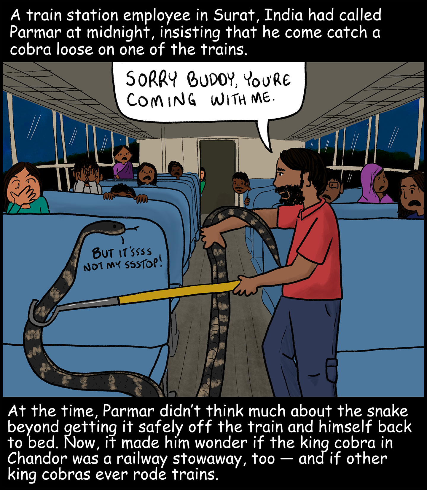 Text (above image): A train station employee in Surat, India, had called Parmar at midnight, insisting that he come catch a cobra loose on one of the trains. Image: Parmar grabs the tail of a snake sitting on the seat of a crowded train car. Parmar says: “Sorry buddy, you’re coming with me.” The snake says: “But it’s not my stop!” Text (below image): At the time, Parmar didn’t think much about the snake beyond getting it safely off the train and himself back to bed. Now, it made him wonder if the king cobra in Chandor was a railway stowaway, too — and if other king cobras ever rode trains.