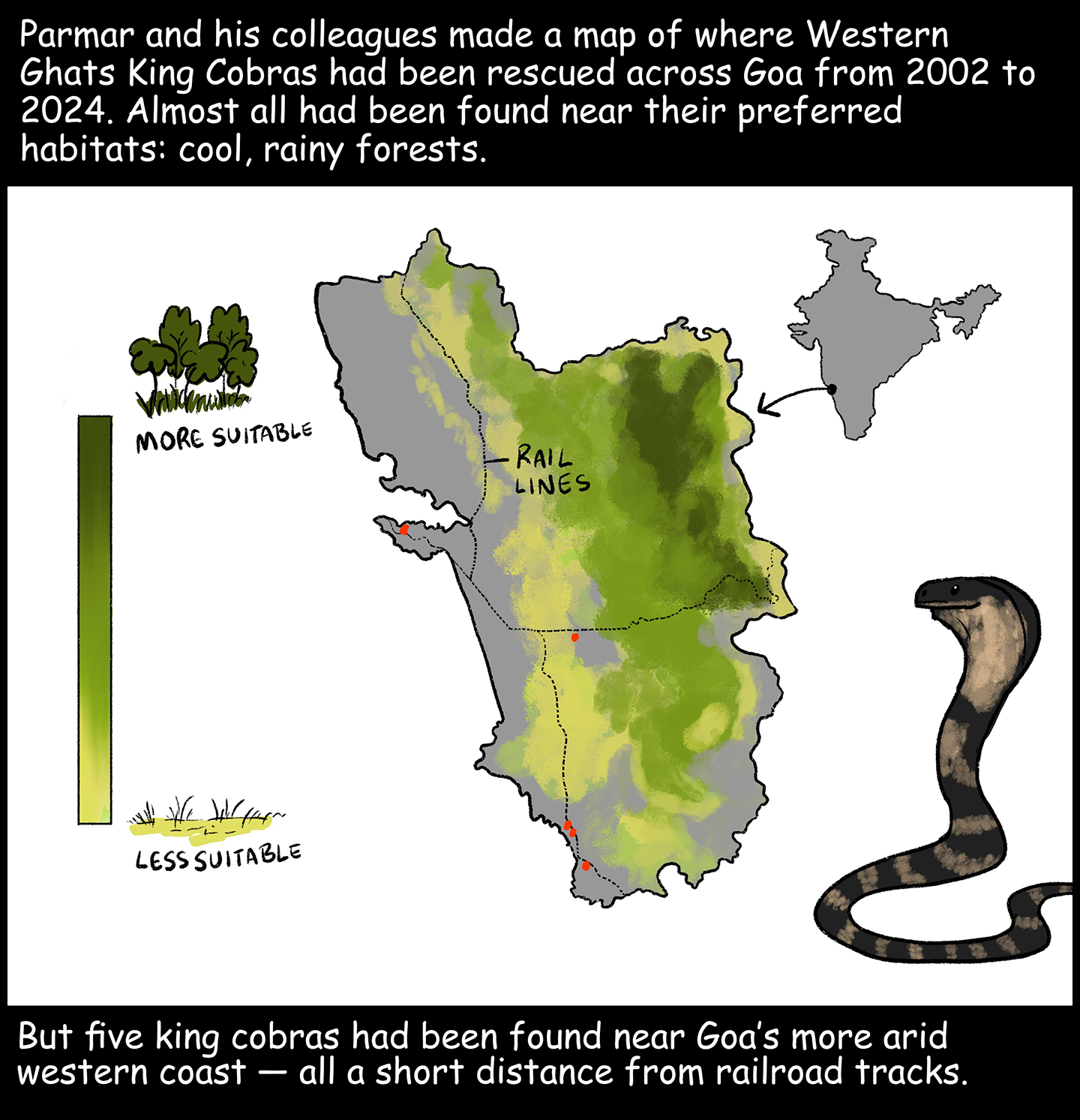 Text (above image): Parmar and his colleagues made a map of where Western Ghats King Cobras had been rescued across Goa from 2002 to 2024. Almost all had been found near their preferred habitats: cool, rainy forests. Image: A map of Goa shows where the most suitable king cobra habitats exist in the state. The eastern half of the state contains more suitable habitats than the western half. Black lines show where rail lines cut across the state, and red dots near some of those lines show where king cobras have been rescued. Text (below image): But five king cobras had been found near Goa’s more arid western coast — all a short distance from railroad tracks.