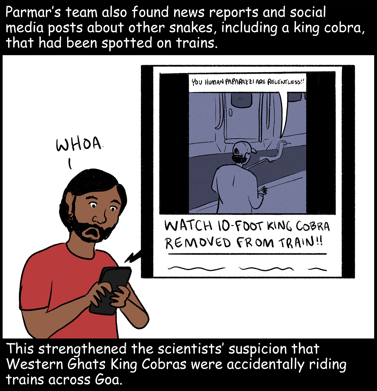 Text (above image): Parmar’s team also found news reports and social media posts about other snakes, including a king cobra, that had been spotted on trains. Image: Parmar looks down at his phone and says, “Whoa.” A news report with a video is on the phone’s screen. The news headline reads: “Watch a 10-foot king cobra removed from a train!” A video accompanying the report shows a railway worker trying to take a snake off a train car. The snake says, “You human paparazzi are relentless!” Text (below image): This strengthened the scientists’ suspicion that Western Ghats King Cobras were accidentally riding trains across Goa.