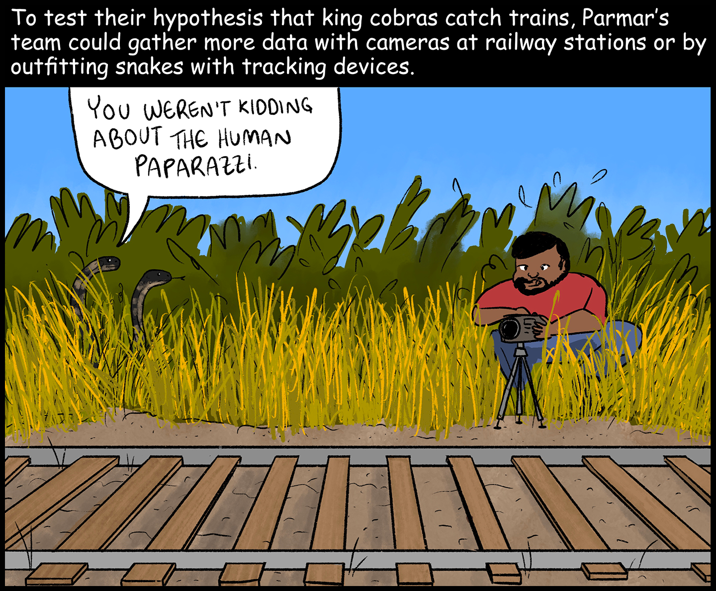 Text (above image): To test their hypothesis that king cobras catch trains, Parmar’s team could gather more data with cameras at railway stations or by outfitting snakes with tracking devices. Image: Parmar sets up a camera near railroad tracks. Two snakes are hiding in the grass nearby, watching. One snake says to the other, “You weren’t kidding about the human paparazzi.”