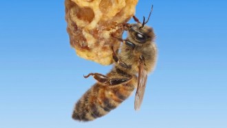 A honeybee grips a lump of pale, irregular wax that hangs against a clear blue sky.