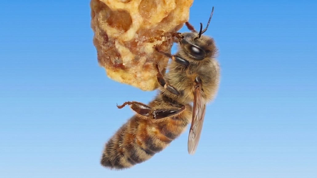 A honeybee grips a lump of pale, irregular wax that hangs against a clear blue sky.