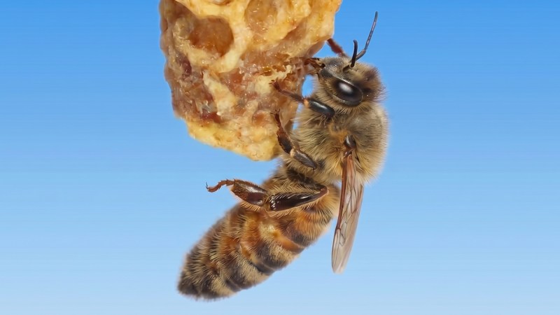 Surprise! Wax seems key in turning honeybee larvae into queens