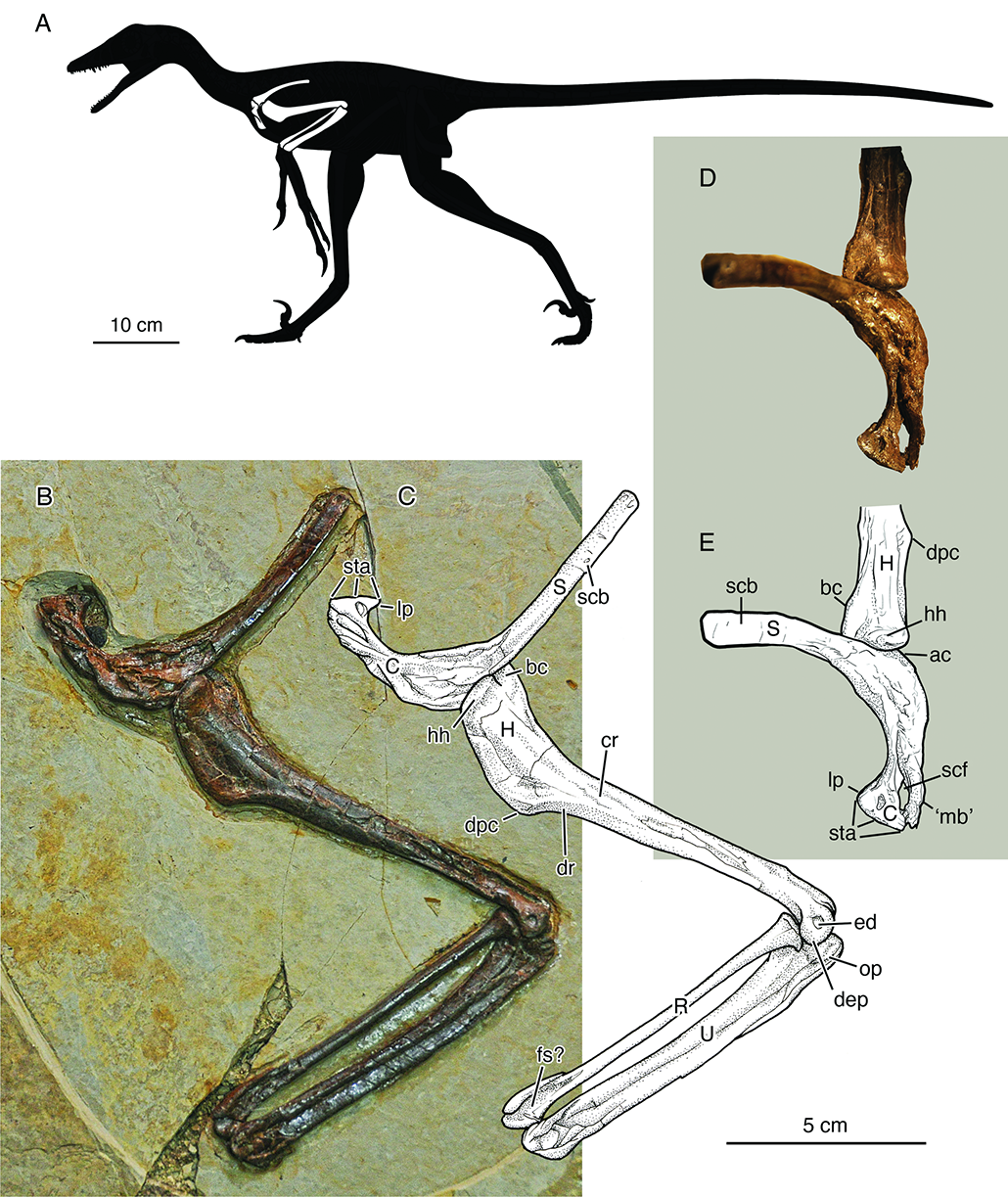 photos of the newfound fossils and an illustration of where the bones would have fit on the dino's body