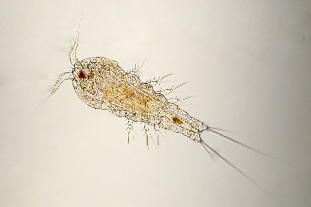 a microscopic photo of a copepod, a creature with 8 tufted appendages, two tail tufts, two antennae and one eye