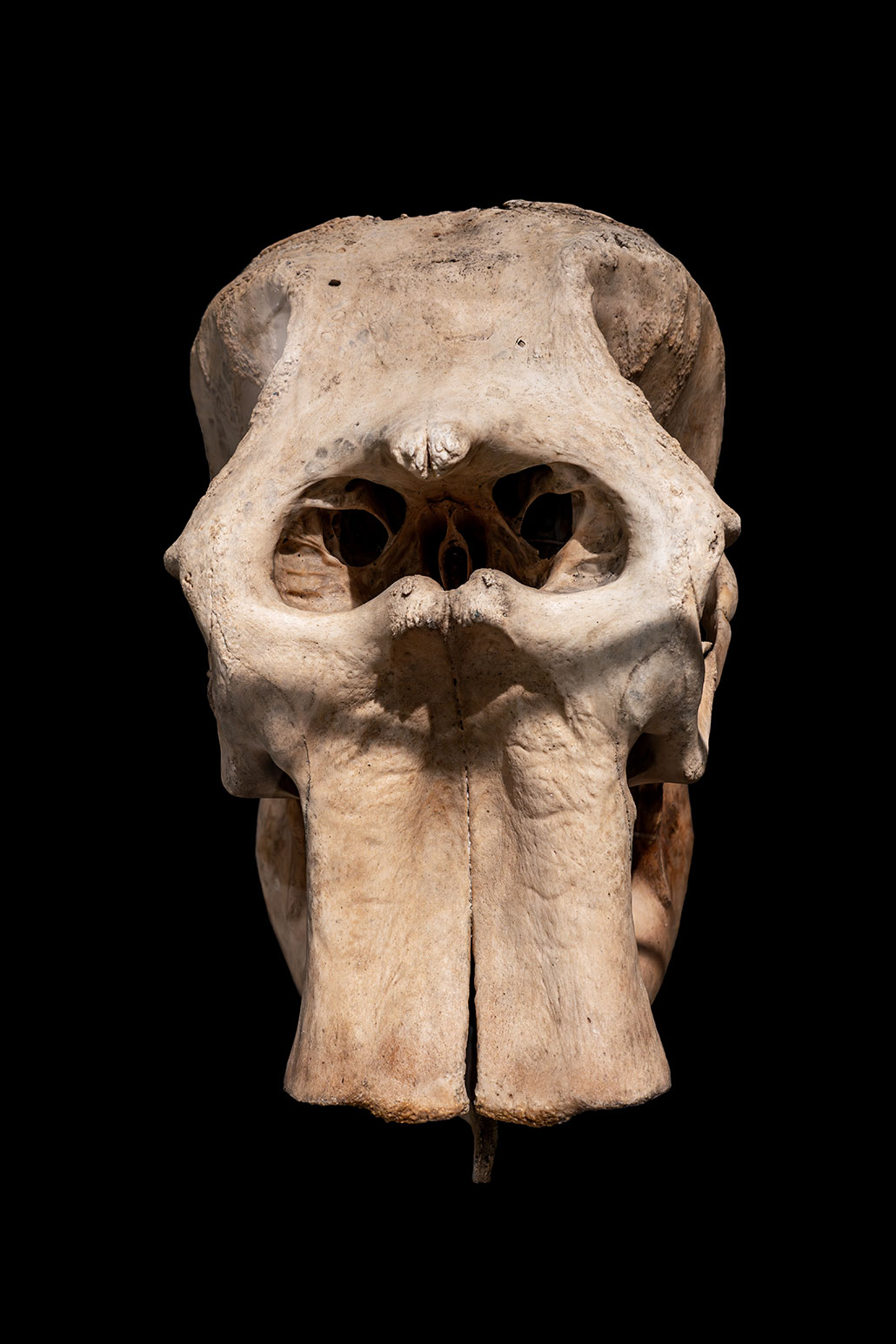 a photograph of an elephant skull showing the large hole in the middle for the elephant trunk (as see face on)