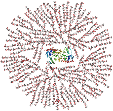 This is a chemical drawing of glycogen. A core protein of glycogenin is surrounded by branches of glucose units surrounding the protein in a large circle.