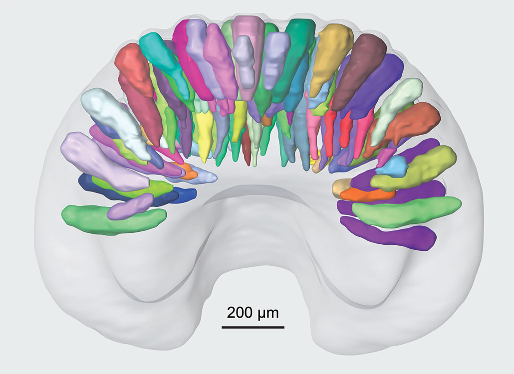 A 3-D model showing cone structures inside the heart-shaped bony plate at the tip of a sea star's arm.