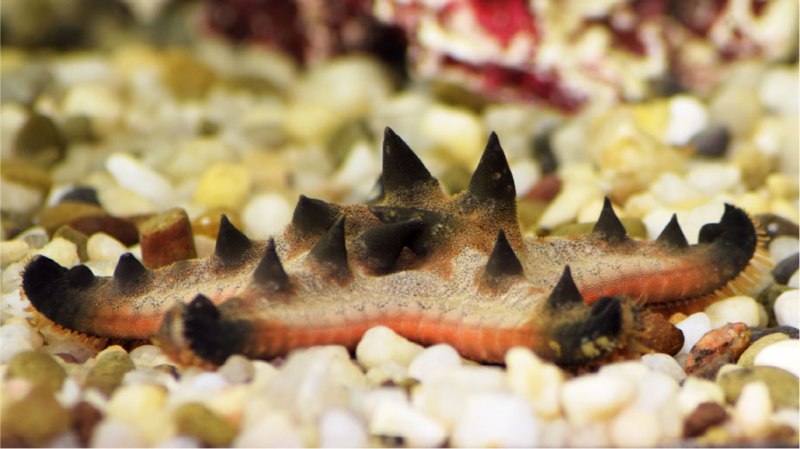 Some sea stars channel light like fiber-optic cables