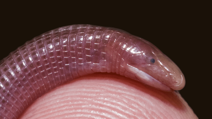 a tiny creature that looks like a cross between a worm and a snake slithers across the tip of someone's thumb