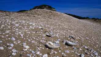 a sandy seashore covered with shells