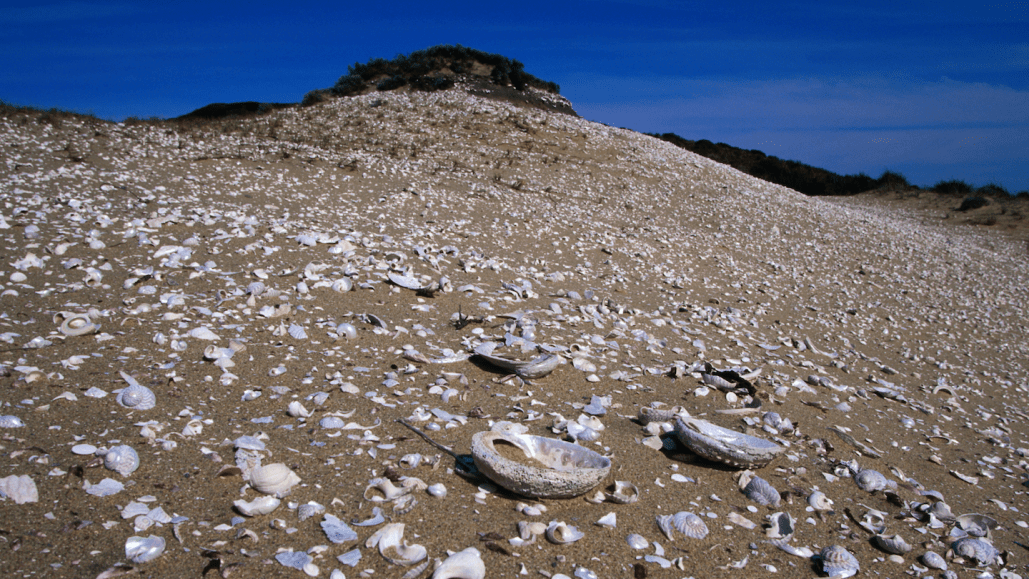 a sandy seashore covered with shells
