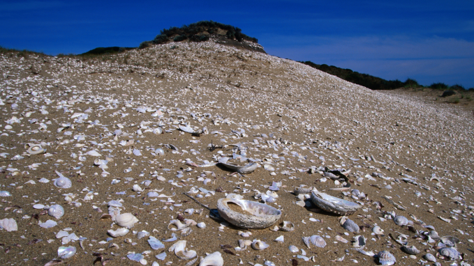 a sandy seashore covered with shells
