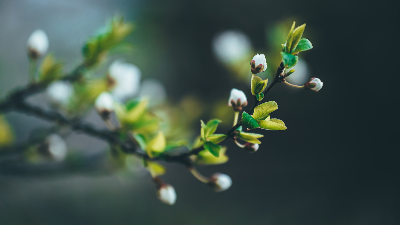 Scientists Say: Phenology