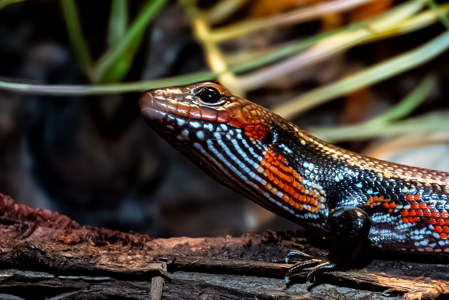 a photo of a brightly colored skink