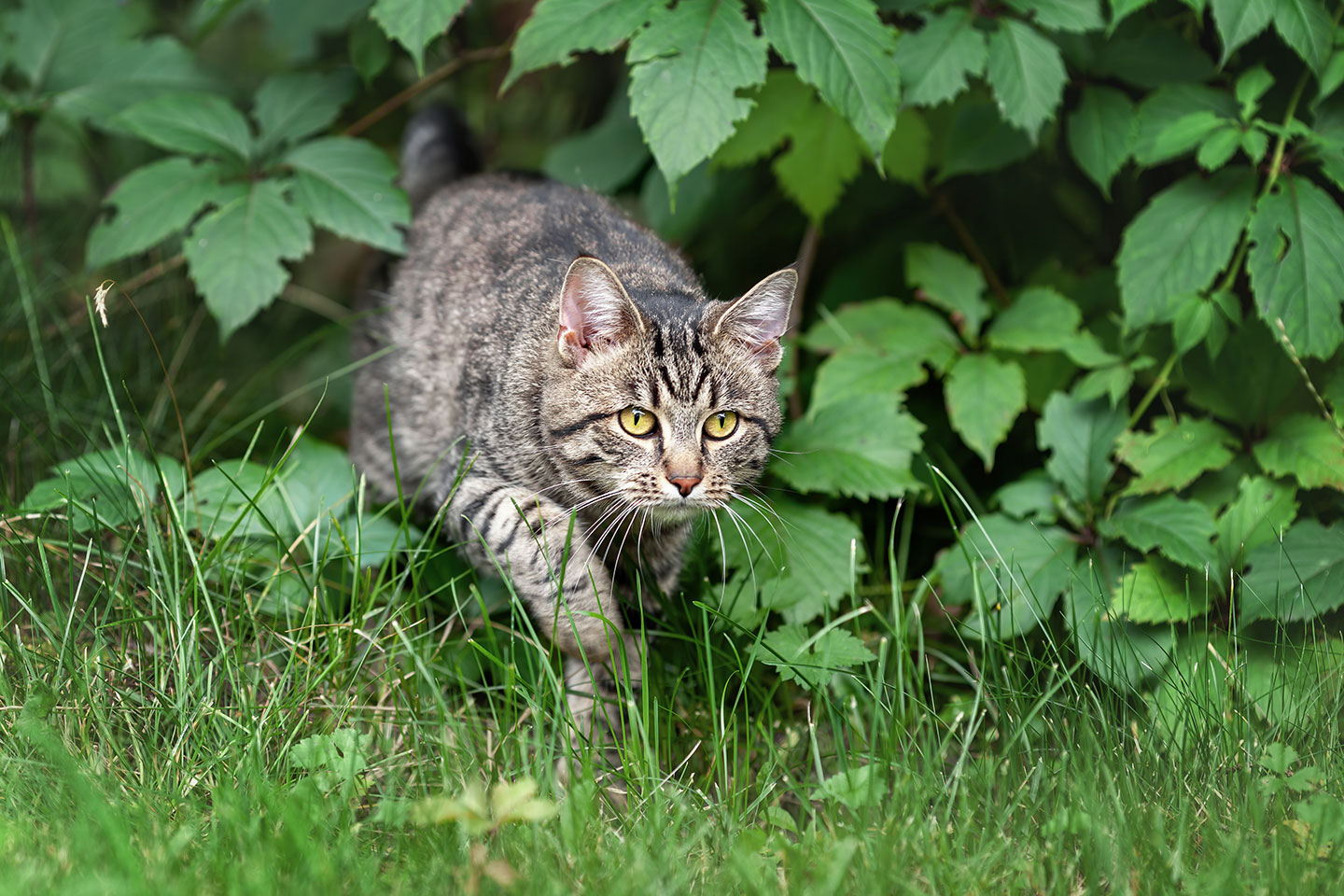 a cat prowls out of some greenery into the open