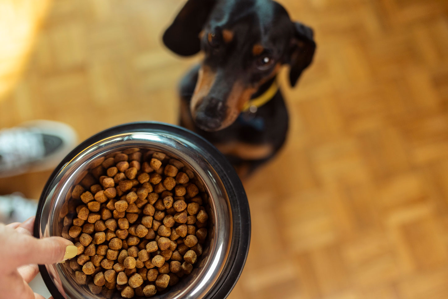 a photo of a dog waiting for a bowl of dry food