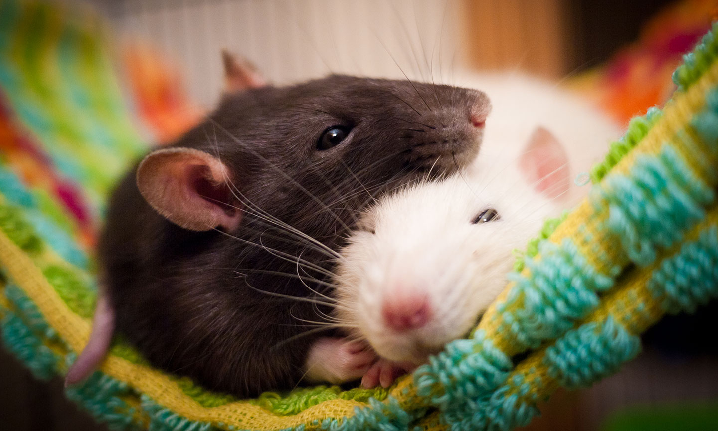 a photo of two pet rats snuggling in a cloth hammock