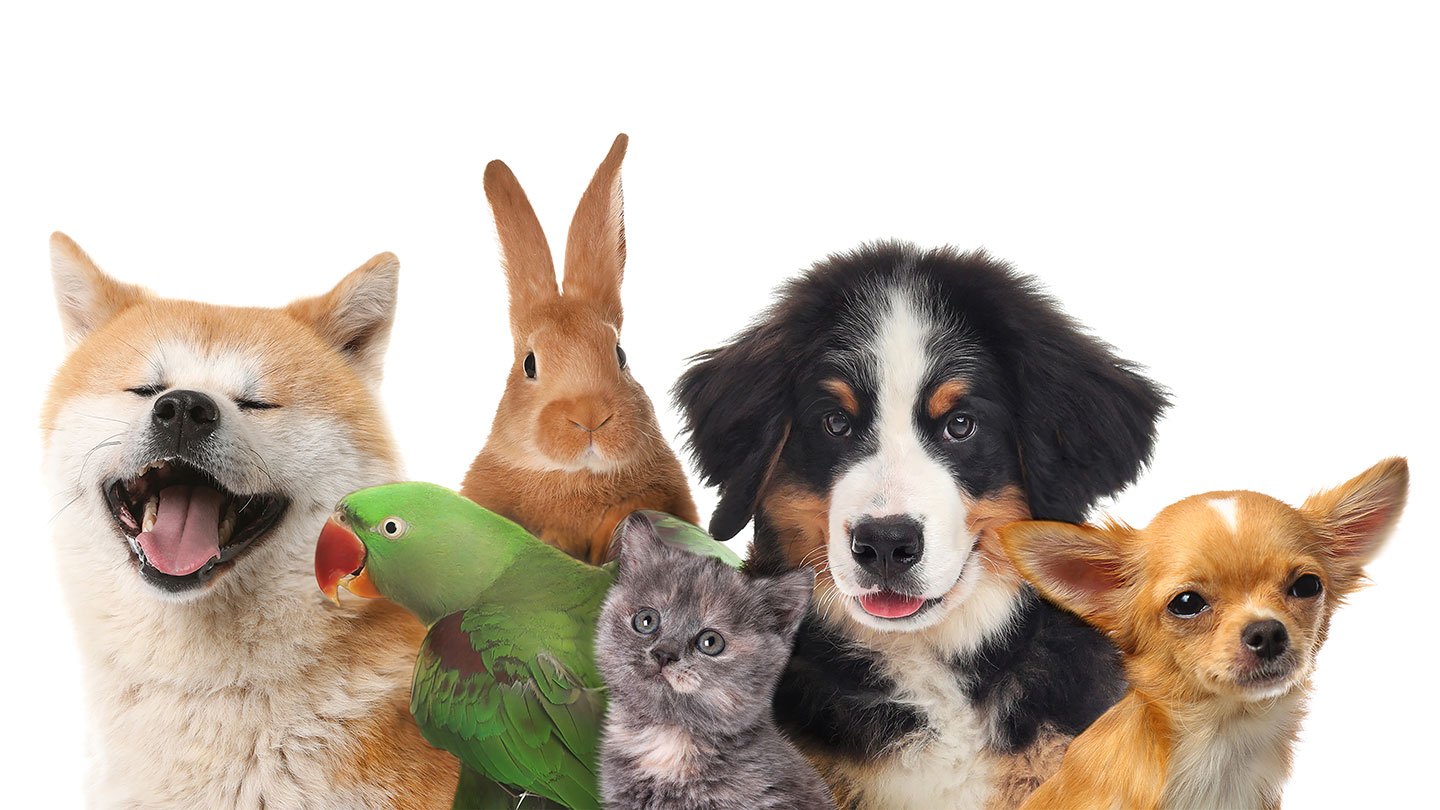 a group of happy pets against a white background, incluiding dogs, a bunny, a cat and a parrot