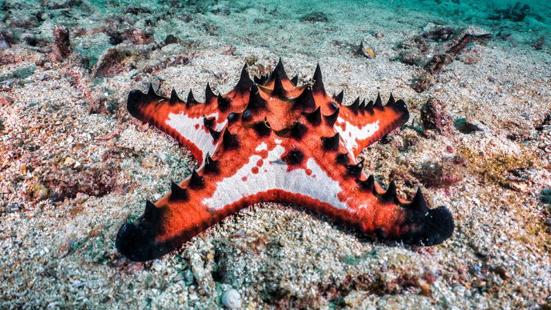 a chocolate-chip sea star on a sandy ocean bottom