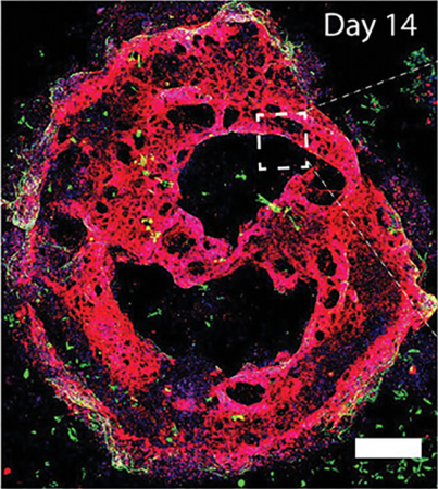 a section of bioprinted heartlike tissue under a microscope with false coloration