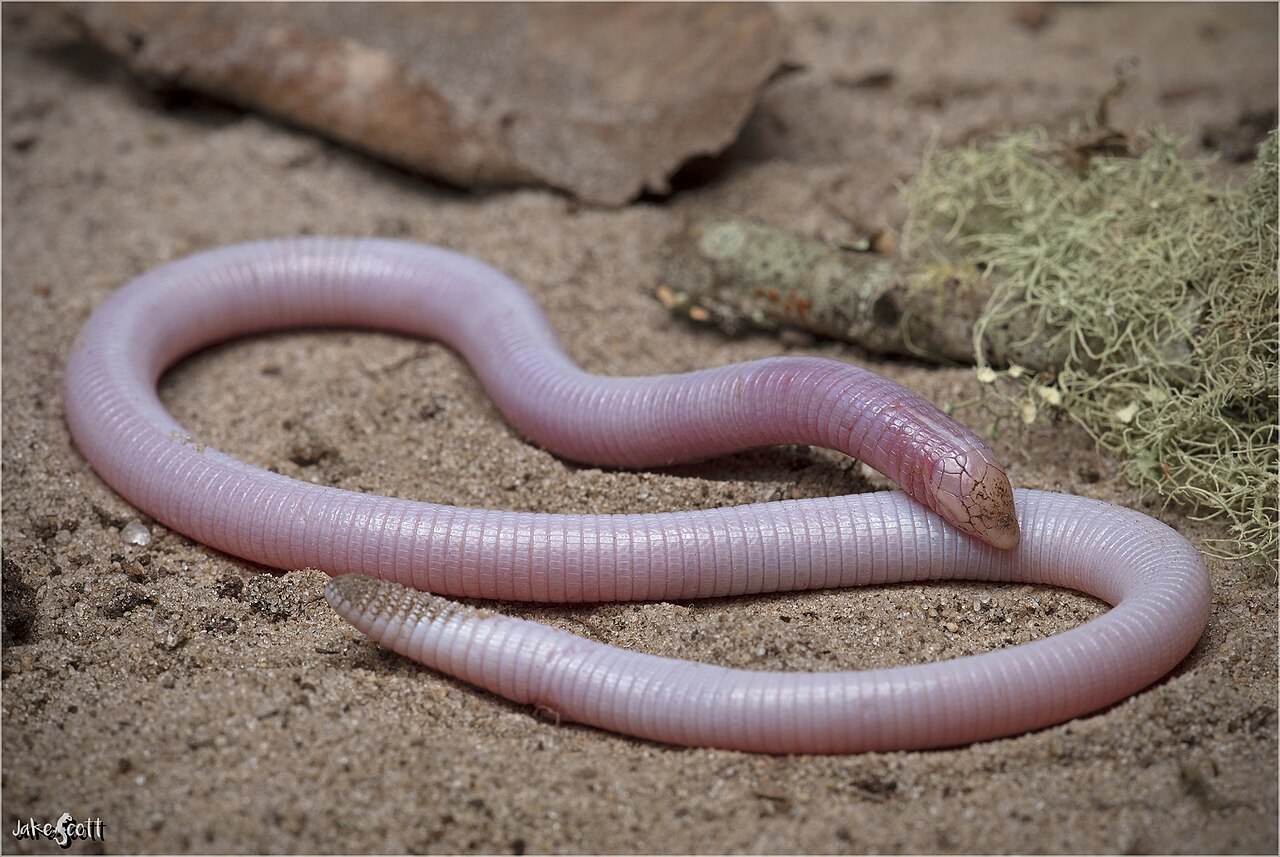 a pinkish creature that looks like an earthworm coils up on the dirt 