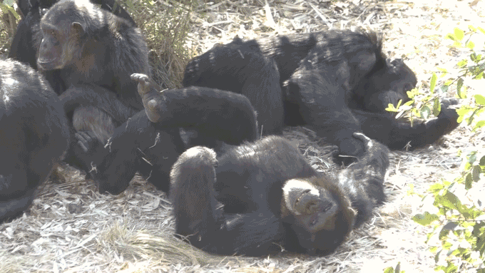 Bonobos lay on the ground holding hands.