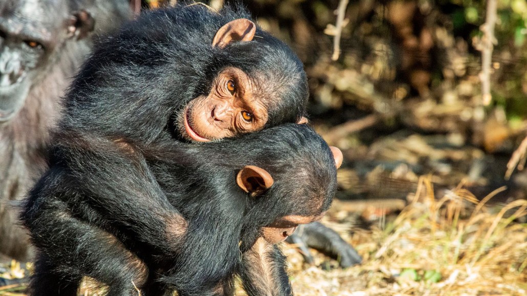 Two young chimpanzees in an outdoor environment. One ape hugs the other.