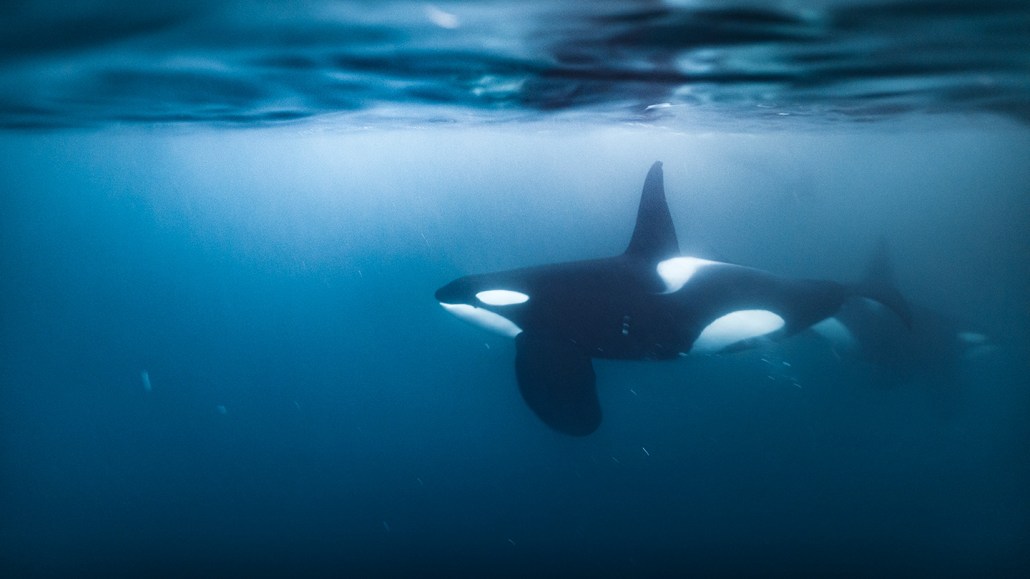 An underwater image of a black and white orca swimming seemingly alone.