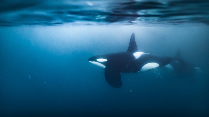 An underwater image of a black and white orca swimming seemingly alone.