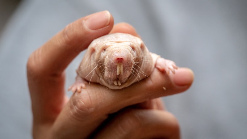 Among naked mole-rats, a royal’s scent keeps the peace
