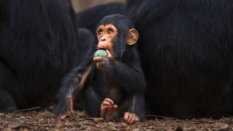 The human brain may owe a lot of its size to our love of sweets