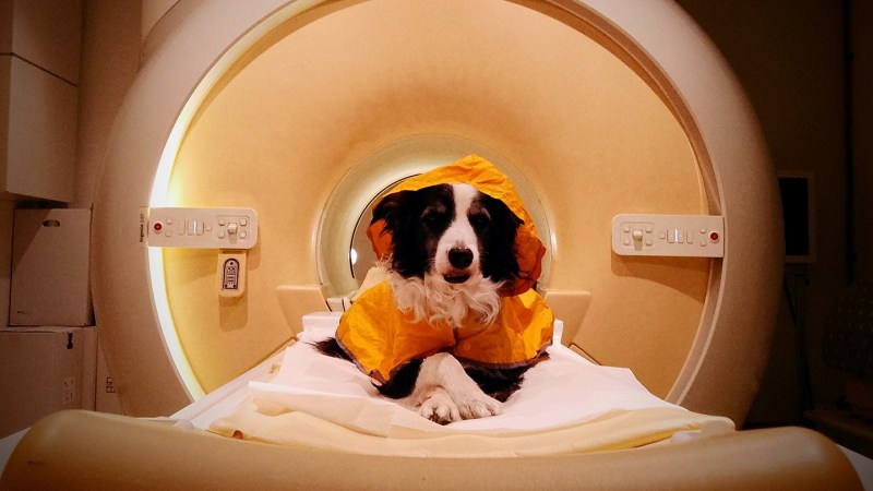 Anger or fear? Dogs may be able to read it on your face
