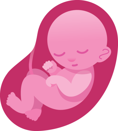 an illustration of a baby curled up in a womb