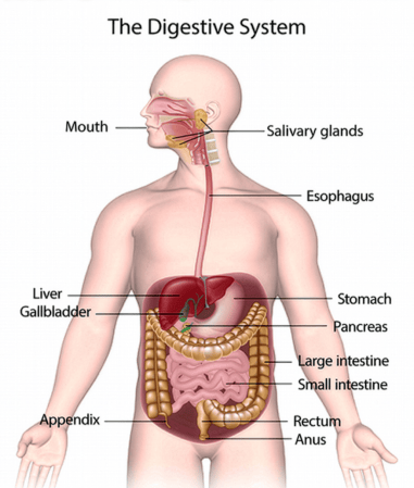 a diagram showing the parts of the human digestive system