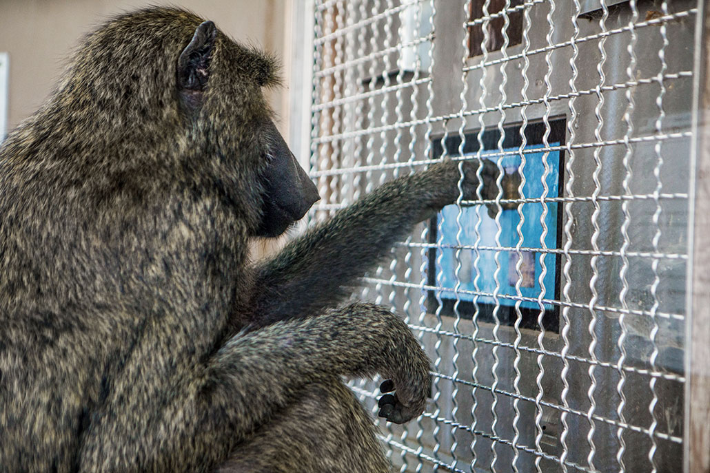 an olive baboon sits in an enclosure and plays on a tablet behind a wire grid