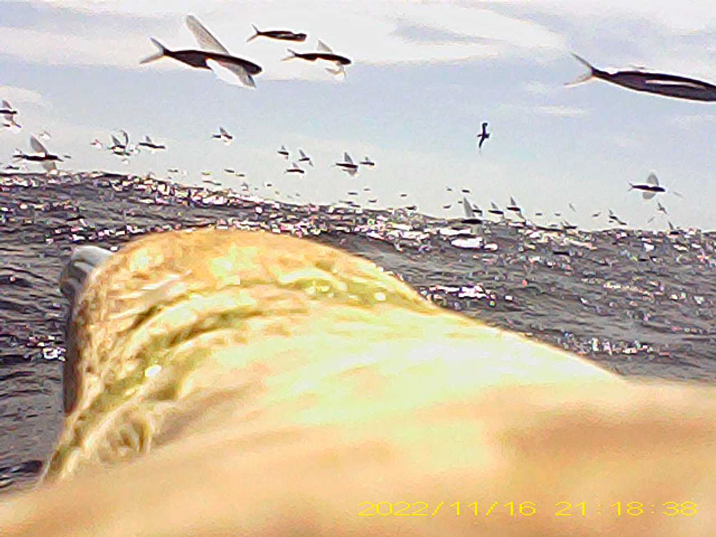 a still from video captured by a camera on the back of a red footed booby as it flies through a storm of flying fish