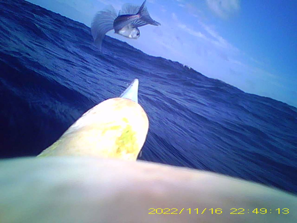 a view of a flying fish in mid-air being chased by a red footed booby, as seen in a snapshot from video captured by the camera mounted on the bird's back