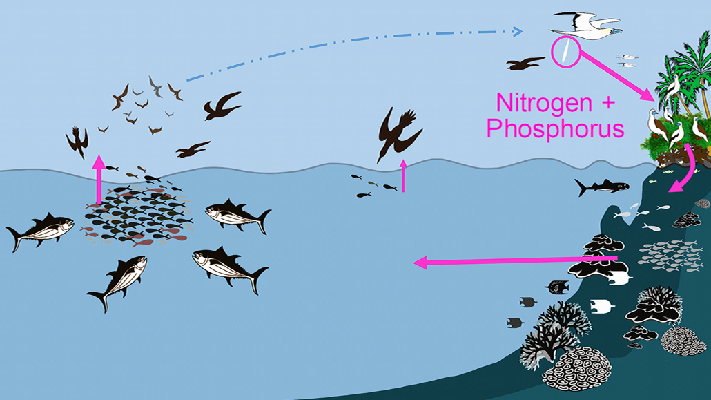 Illustrated diagram of an ocean scene. Seabirds fly and dive over the water on the left, catching fish. On the right, a palm-covered island holds resting boobies. Pink arrows trace nitrogen and phosphorus from bird droppings on the island to a coral reef offshore