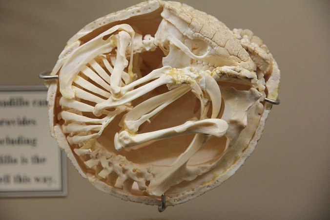 a photo of a skeleton of a three-banded armadillo locked into a ball