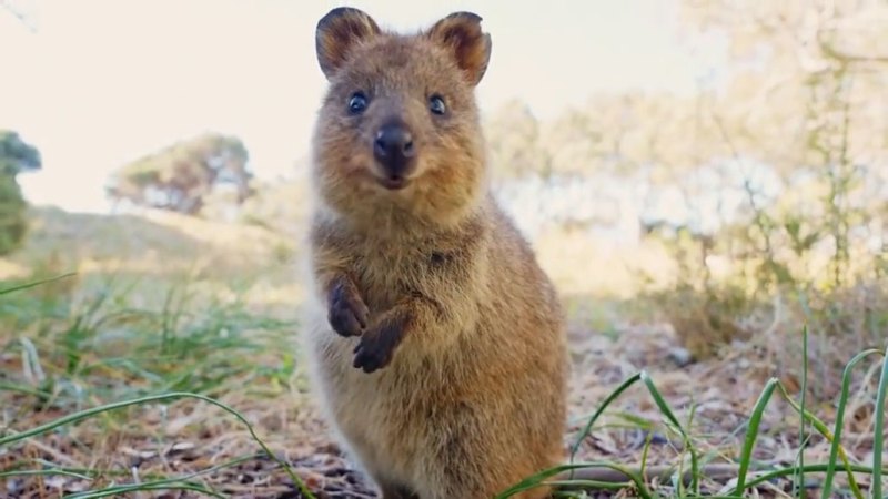 Scientists Say: Mammal