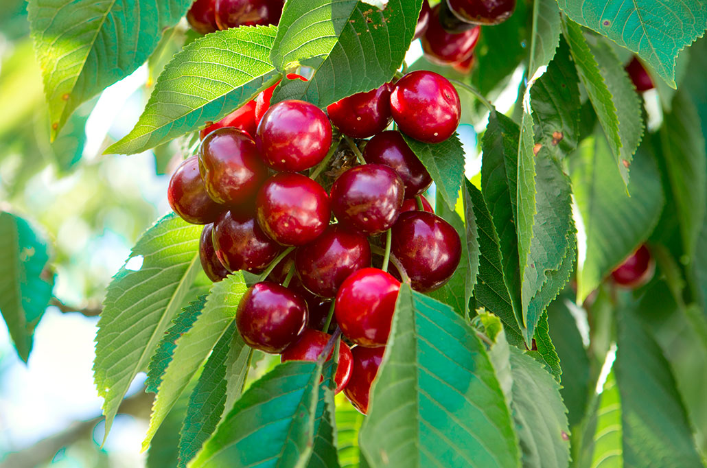 Ripe cherries hang on a tree.