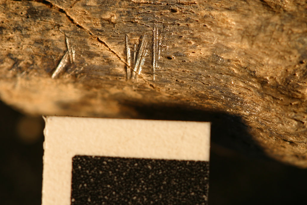 a photo of stone tool butchery marks on a very old animal bone