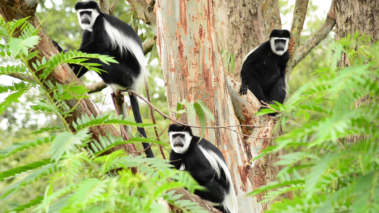 a group of black and white colobus monkeys in a tree