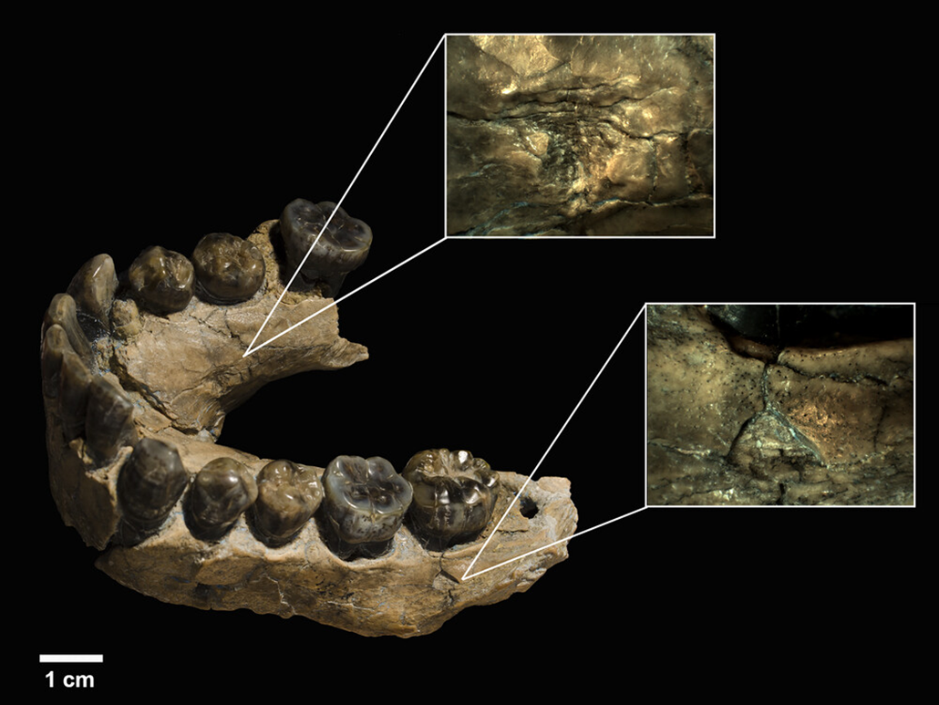 a photo showing tooth marks on a jawbone from a human ancestor