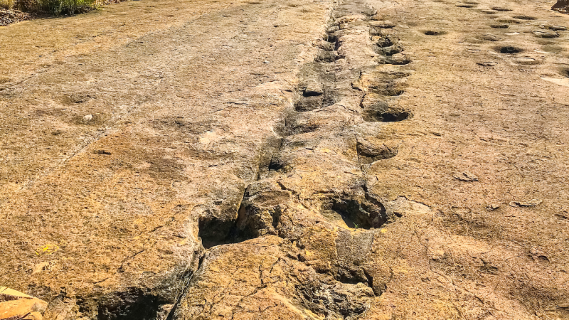 Let’s learn about trace fossils