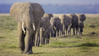 a line of elephants walking across a plain