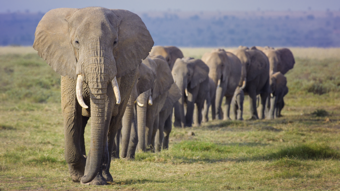 a line of elephants walking across a plain