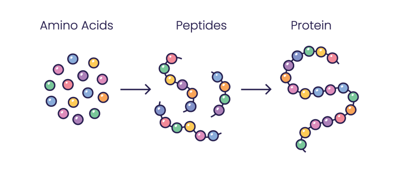 A diagram showing three steps: loose colored circles represent amino acids, which link together into a short chain called a peptide, then into a longer, curved chain to form a protein.