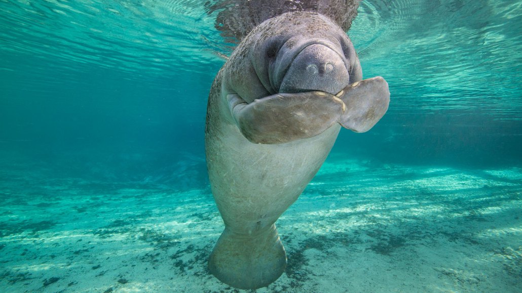 A photo of a manatee floating in the water and covering it's mouth.